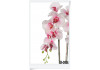 Silikonová orchidea 64cm bielo ružova